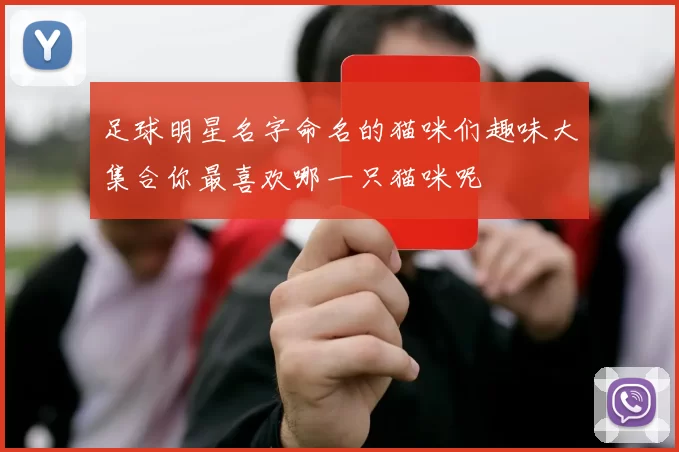 足球明星名字命名的猫咪们趣味大集合你最喜欢哪一只猫咪呢